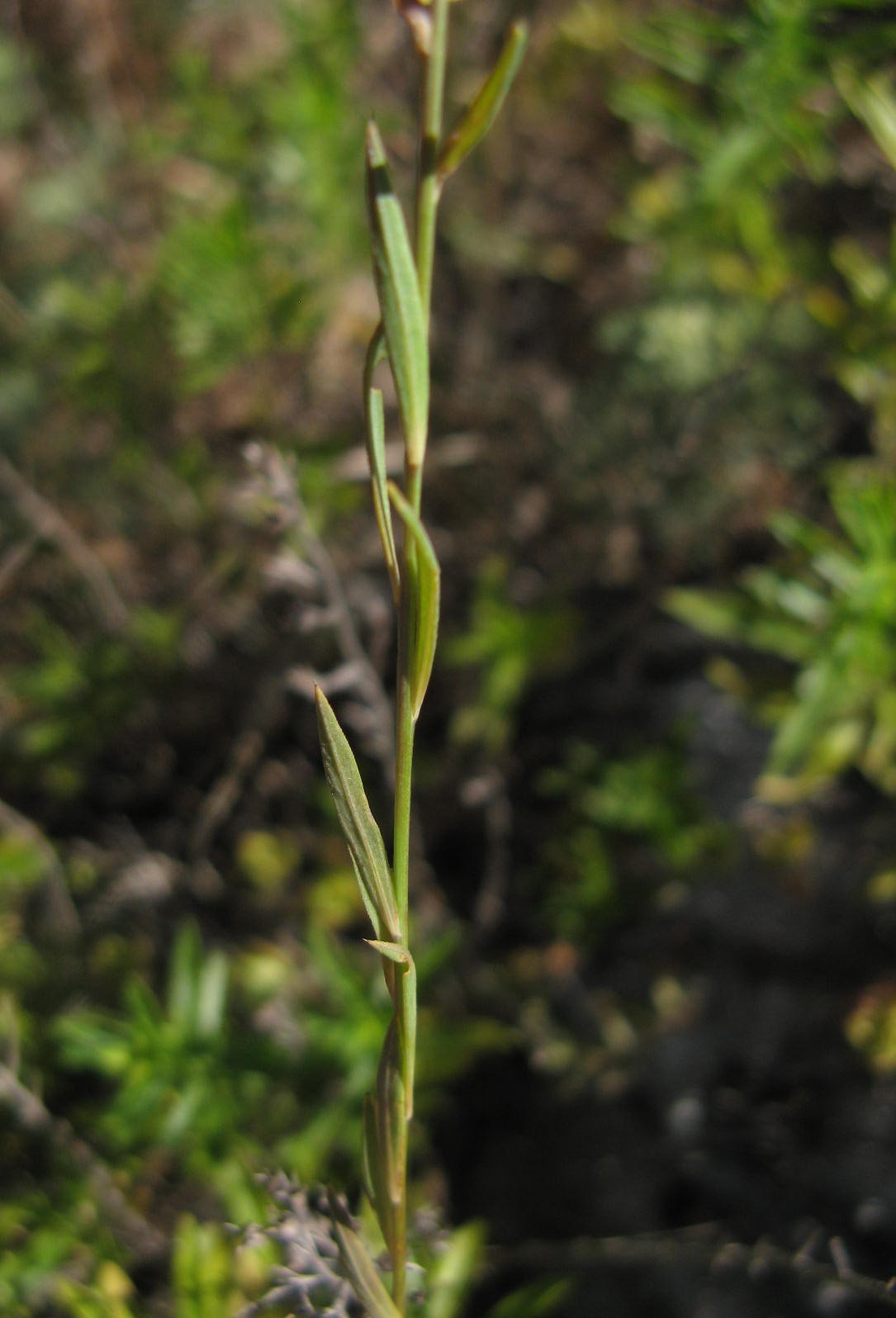 Linum trigynum